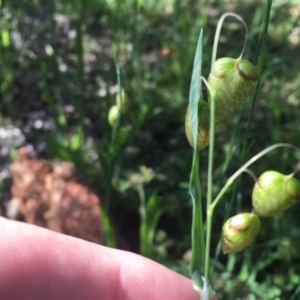 Briza maxima at Red Hill, ACT - 19 Oct 2020