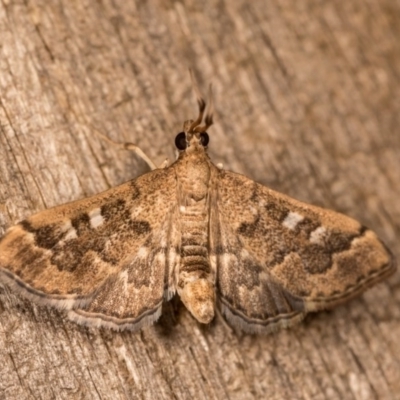 Nacoleia rhoeoalis (A Crambid moth (Spilomelinae) at Melba, ACT - 13 Oct 2020 by kasiaaus