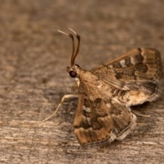 Nacoleia rhoeoalis at Melba, ACT - 13 Oct 2020 08:50 PM