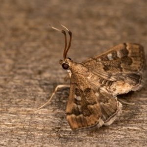 Nacoleia rhoeoalis at Melba, ACT - 13 Oct 2020