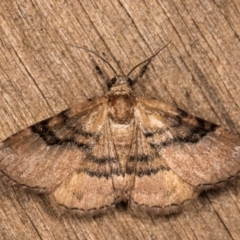 Aporoctena undescribed species (A Geometrid moth (Ennominae)) at Melba, ACT - 13 Oct 2020 by kasiaaus
