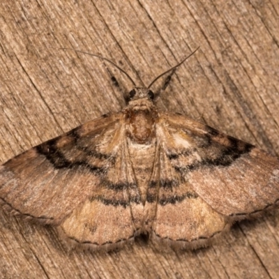 Aporoctena undescribed species (A Geometrid moth) at Melba, ACT - 13 Oct 2020 by kasiaaus