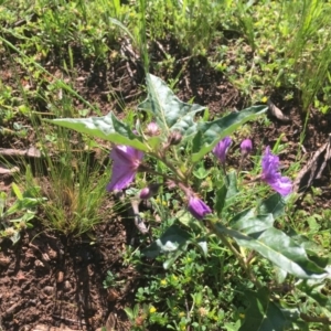 Solanum cinereum at Red Hill, ACT - 19 Oct 2020