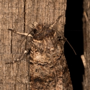 Agrotis porphyricollis at Melba, ACT - 13 Oct 2020 08:52 PM