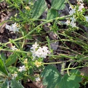 Asperula conferta at Bruce, ACT - 17 Oct 2020