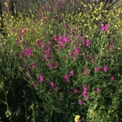 Swainsona galegifolia (Darling Pea) at Red Hill Nature Reserve - 19 Oct 2020 by Tapirlord