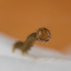 Lepidoptera unclassified IMMATURE at Melba, ACT - 25 Oct 2020