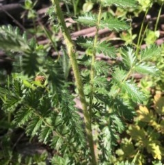 Acaena echinata (Sheeps Burr) at Red Hill, ACT - 19 Oct 2020 by Tapirlord