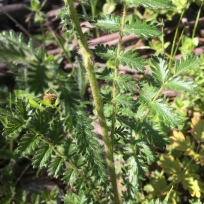 Acaena echinata (Sheeps Burr) at Red Hill Nature Reserve - 19 Oct 2020 by Tapirlord