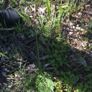 Acaena echinata at Red Hill, ACT - 19 Oct 2020