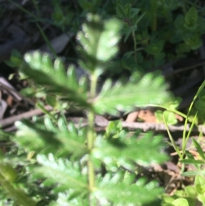 Acaena echinata at Red Hill, ACT - 19 Oct 2020