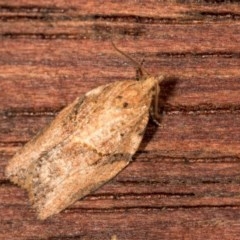 Epiphyas postvittana (Light Brown Apple Moth) at Melba, ACT - 13 Oct 2020 by kasiaaus