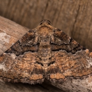 Aporoctena undescribed species at Melba, ACT - 13 Oct 2020