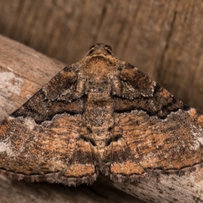 Aporoctena undescribed species (A Geometrid moth) at Melba, ACT - 13 Oct 2020 by kasiaaus