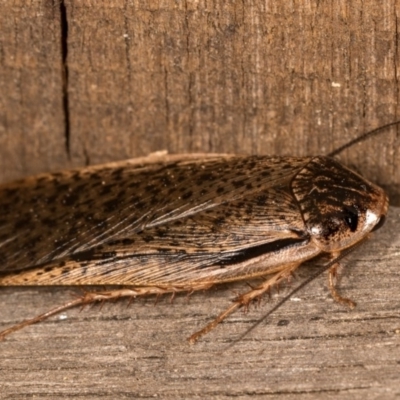 Calolampra sp. (genus) (Bark cockroach) at Melba, ACT - 13 Oct 2020 by kasiaaus