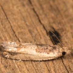 Crocidosema plebejana (Cotton Tipworm Moth) at Melba, ACT - 13 Oct 2020 by kasiaaus