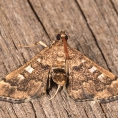 Nacoleia rhoeoalis (A Crambid moth (Spilomelinae) at Melba, ACT - 13 Oct 2020 by kasiaaus