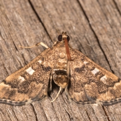 Nacoleia rhoeoalis (A Crambid moth (Spilomelinae) at Melba, ACT - 13 Oct 2020 by kasiaaus