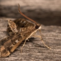 Nacoleia rhoeoalis at Melba, ACT - 13 Oct 2020