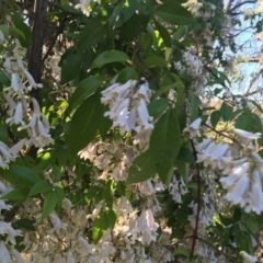 Pandorea pandorana (Wonga Wonga Vine) at Red Hill Nature Reserve - 19 Oct 2020 by Tapirlord