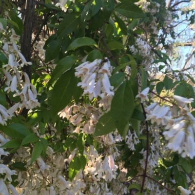 Pandorea pandorana (Wonga Wonga Vine) at Garran, ACT - 19 Oct 2020 by Tapirlord