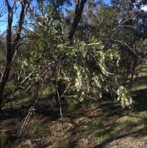 Pandorea pandorana at Garran, ACT - 19 Oct 2020