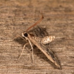 Nacoleia rhoeoalis (A Crambid moth (Spilomelinae) at Melba, ACT - 13 Oct 2020 by kasiaaus