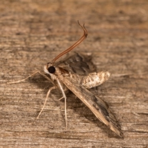 Nacoleia rhoeoalis at Melba, ACT - 13 Oct 2020