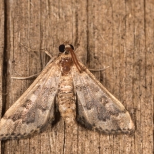 Nacoleia rhoeoalis at Melba, ACT - 13 Oct 2020