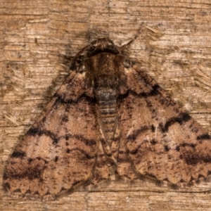 Cryphaea xylina at Melba, ACT - 13 Oct 2020