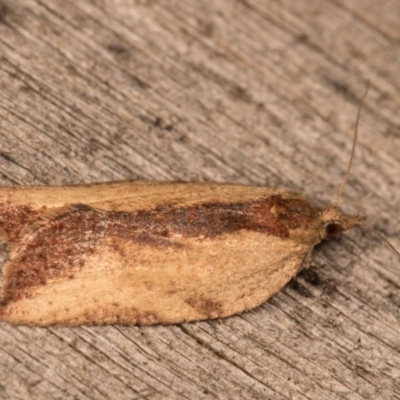 Epiphyas (genus) (A Tortrid moth) at Melba, ACT - 13 Oct 2020 by kasiaaus