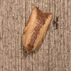 Epiphyas (genus) at Melba, ACT - 13 Oct 2020