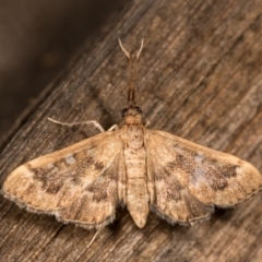 Nacoleia rhoeoalis (A Crambid moth (Spilomelinae) at Melba, ACT - 13 Oct 2020 by kasiaaus