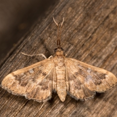 Nacoleia rhoeoalis (A Crambid moth (Spilomelinae) at Melba, ACT - 13 Oct 2020 by kasiaaus