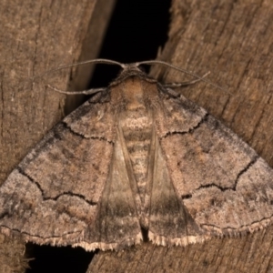 Dysbatus undescribed species at Melba, ACT - 13 Oct 2020 09:08 PM