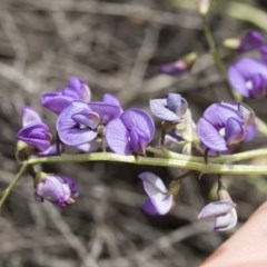 Swainsona monticola (Notched Swainson-Pea) at Illilanga & Baroona - 17 Oct 2020 by Illilanga