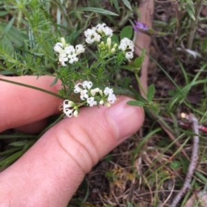 Asperula conferta at Majura, ACT - 18 Oct 2020