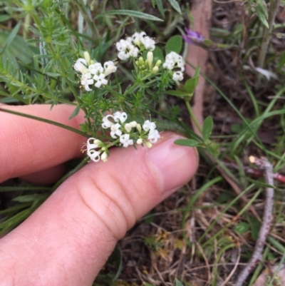 Asperula conferta (Common Woodruff) at Majura, ACT - 18 Oct 2020 by WalterEgo