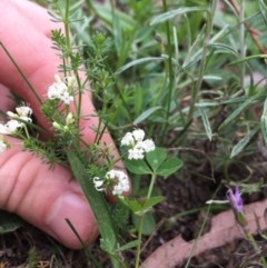 Asperula conferta at Majura, ACT - 18 Oct 2020