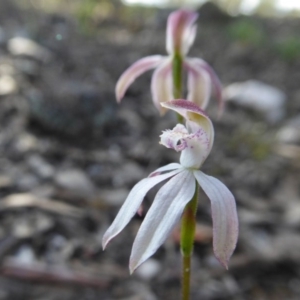 Caladenia moschata at Yass River, NSW - suppressed