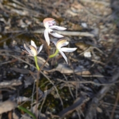 Caladenia moschata at Yass River, NSW - 19 Oct 2020