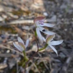 Caladenia moschata at Yass River, NSW - suppressed