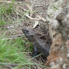 Egernia cunninghami (Cunningham's Skink) at Mount Ainslie - 19 Oct 2020 by WalterEgo