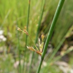 Juncus (genus) (A Rush) at Yass River, NSW - 16 Oct 2020 by SenexRugosus