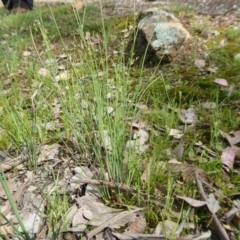 Juncus sp. at Yass River, NSW - 16 Oct 2020