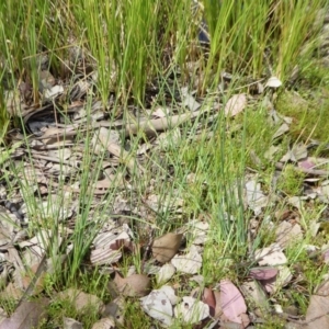 Juncus sp. at Yass River, NSW - 16 Oct 2020