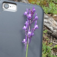 Linaria pelisseriana (Pelisser's Toadflax) at Majura, ACT - 18 Oct 2020 by WalterEgo