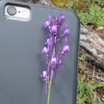 Linaria pelisseriana (Pelisser's Toadflax) at Majura, ACT - 19 Oct 2020 by WalterEgo