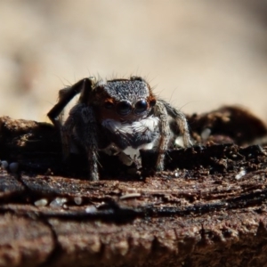 Maratus anomalus at Dalmeny, NSW - suppressed