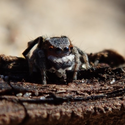 Maratus anomalus (Blue Peacock spider) at Eurobodalla National Park - 13 Oct 2020 by Laserchemisty